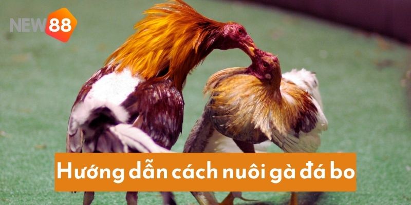 Từng bước chi tiết nuôi gà đá bo hiệu quả