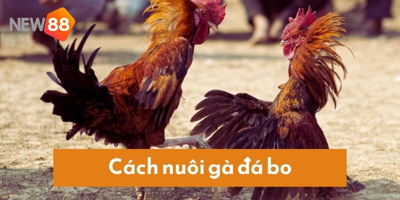 Thông tin cho người chơi về cách nuôi gà đá bo