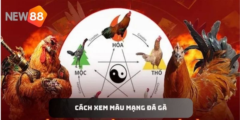 Cách xem màu mạng đá gà nổi bật trong giới