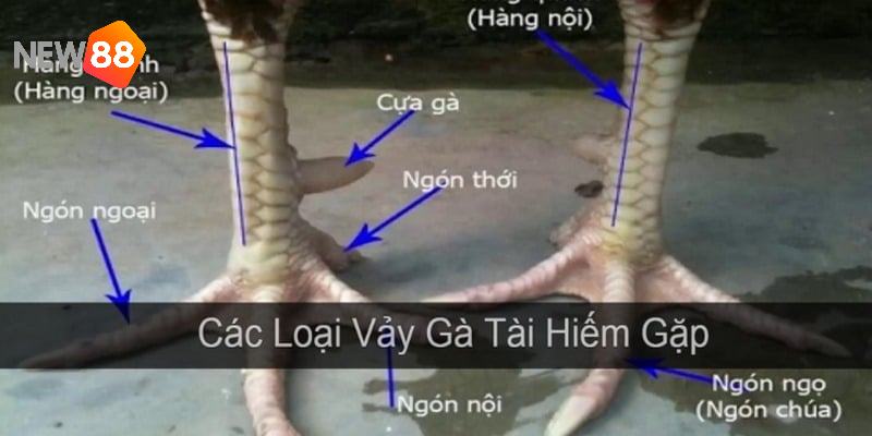 Hướng dẫn tân binh xem vảy gà đá hiếm gặp nhất hiện tại