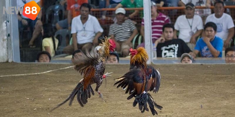 Chọi gà Thomo luôn thu hút khách hàng đông đảo